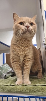 BUTTERFINGER - Domestic Shorthair / Mix available for adoption