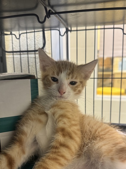 AQUARIUS - Domestic Shorthair / Mix available for adoption