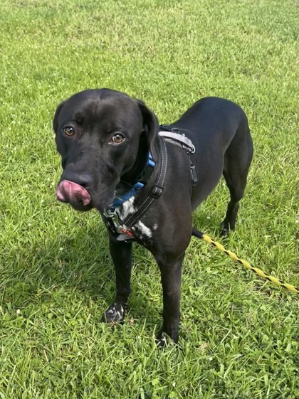 MOOSE - Mixed Breed, Large (over 44 lbs fully grown) / Mix available for adoption