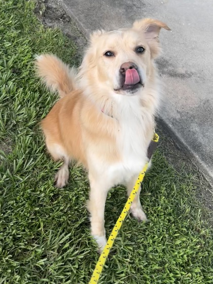 REBA - Mixed Breed, Large (over 44 lbs fully grown) / Mix available for adoption
