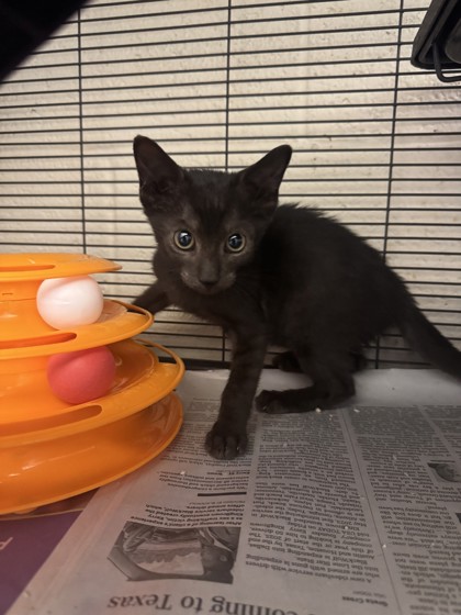 HENDRIX - Domestic Shorthair / Mix available for adoption