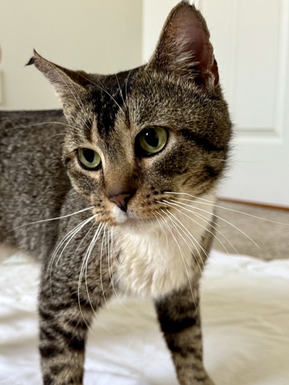 CHAMP - Domestic Shorthair / Mix available for adoption
