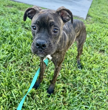 APHELIOS - Mixed Breed, Large (over 44 lbs fully grown) / Mix available for adoption
