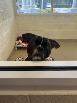 LITTLE BIT - English Bulldog / French Bulldog available for adoption