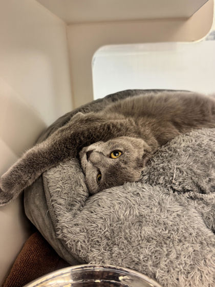 CEDAR - Domestic Shorthair / Mix available for adoption