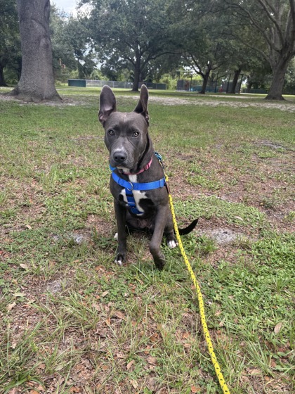 STERLING - American Pit Bull Terrier / Mix available for adoption