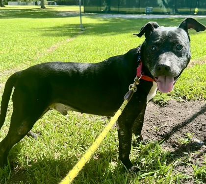 BARNABUS - Mixed Breed, Large (over 44 lbs fully grown) / Mix for adoption in Palm Bay