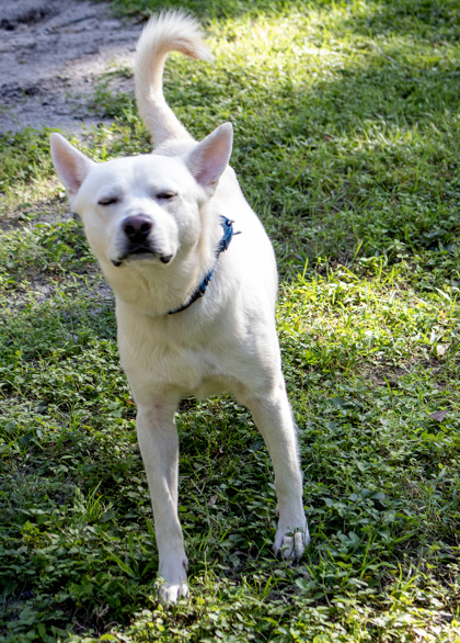 ANGEL - Mixed Breed, Large (over 44 lbs fully grown) / Mix available for adoption