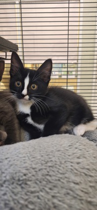 JOEY LE PEW - Domestic Shorthair / Mix available for adoption
