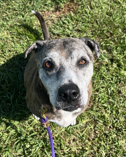 AGNES - Mixed Breed, Large (over 44 lbs fully grown) / Mix available for adoption