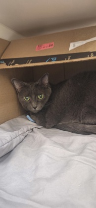 SKY BLUE - Russian Blue / Mix available for adoption