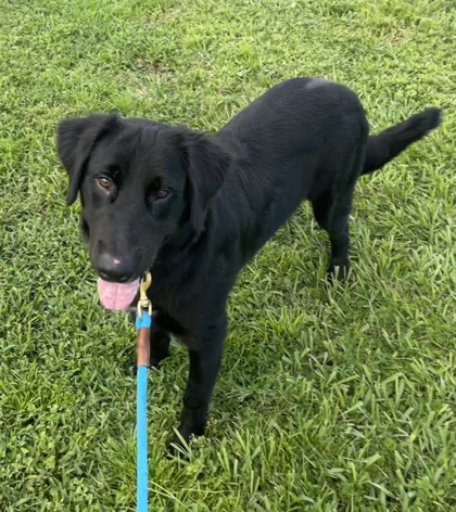 SNORLAX - Mixed Breed, Large (over 44 lbs fully grown) / Mix available for adoption