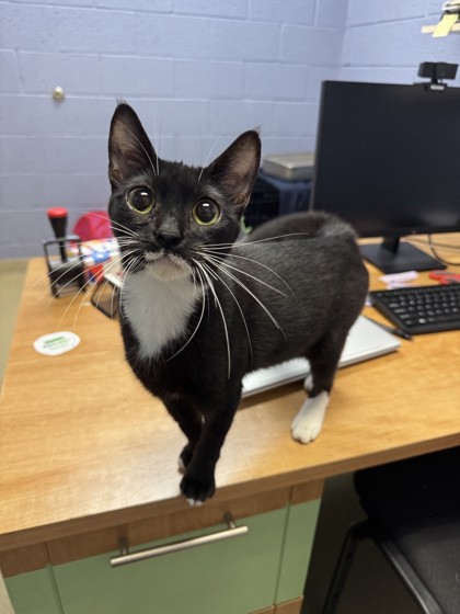 SMUCKERS - Domestic Shorthair / Mix available for adoption