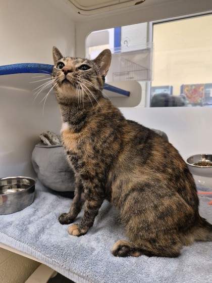 CAMMIE - Domestic Shorthair / Mix available for adoption