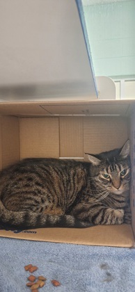 MILO - Domestic Shorthair / Mix available for adoption