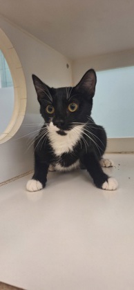 LUNA - Domestic Shorthair / Mix available for adoption