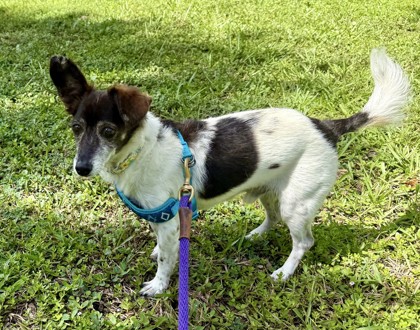 BOOMER - Mixed Breed, Small (under 24 lbs fully grown) / Mix available for adoption