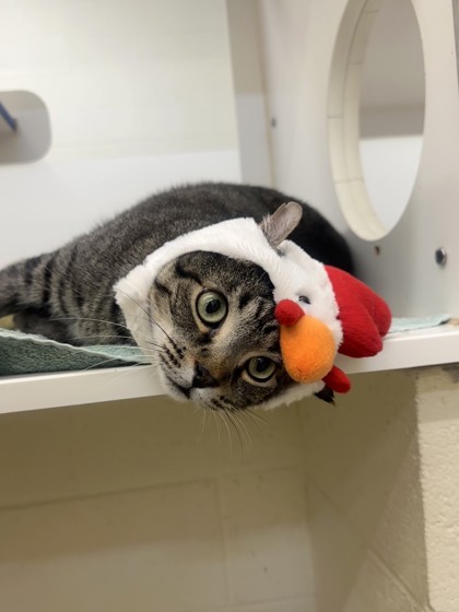 KIBBY - Domestic Shorthair / Mix available for adoption