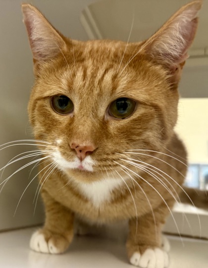 OJ - Domestic Shorthair / Mix available for adoption