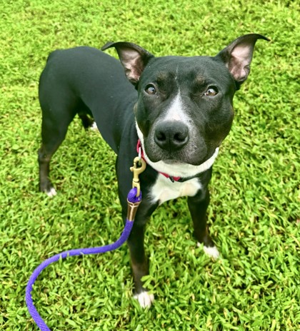 JACK - Mixed Breed, Large (over 44 lbs fully grown) / Mix available for adoption