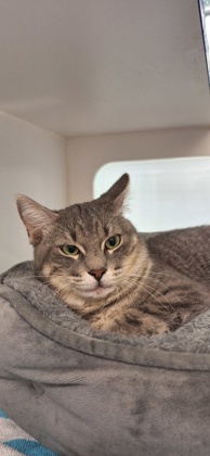 DUCKY - Domestic Shorthair / Mix available for adoption
