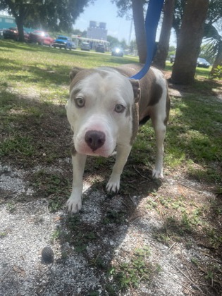 WADE - Mixed Breed, Large (over 44 lbs fully grown) / Mix available for adoption
