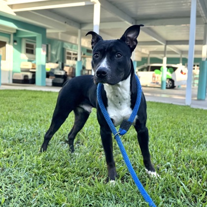 JACK - Mixed Breed, Large (over 44 lbs fully grown) / Mix available for adoption