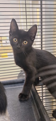 ROSS - Domestic Shorthair / Mix available for adoption