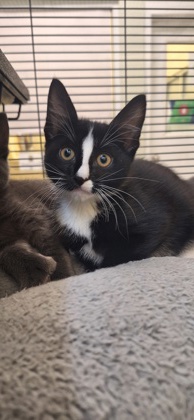 JOEY LE PEW - Domestic Shorthair / Mix available for adoption