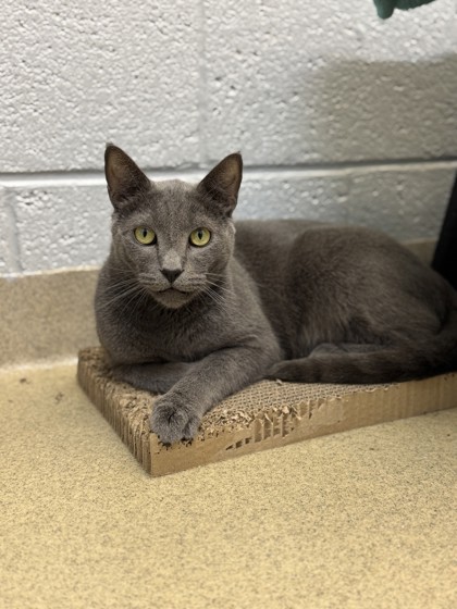 ONI - Domestic Shorthair / Mix available for adoption