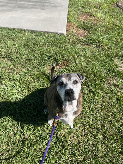 AGNES - Mixed Breed, Large (over 44 lbs fully grown) / Mix available for adoption