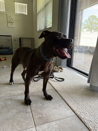 KOTO - Mixed Breed, Large (over 44 lbs fully grown) / Mix available for adoption