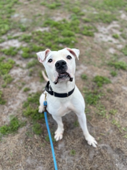 SMALL FRY - Mixed Breed, Large (over 44 lbs fully grown) / Mix for adoption in Palm Bay