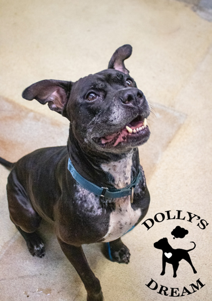 BUGSY - Boxer / Mix available for adoption