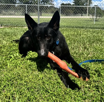 LEILA - German Shepherd / Mix available for adoption