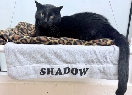 SHADOW - Domestic Shorthair / Mix available for adoption