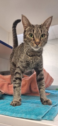 GRACE - Domestic Shorthair / Mix available for adoption