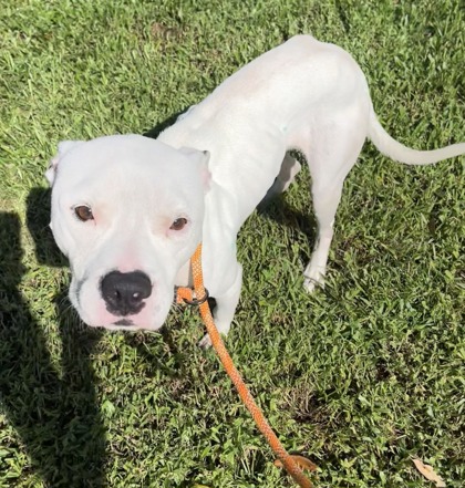 EMINEM - Mixed Breed, Large (over 44 lbs fully grown) / Mix available for adoption