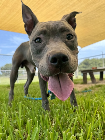 MASTER CHIEF - Mixed Breed, Large (over 44 lbs fully grown) / Mix for adoption in Palm Bay