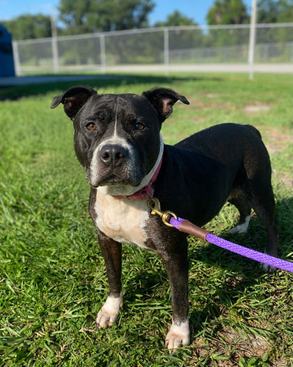 JUDY - Mixed Breed, Large (over 44 lbs fully grown) / Mix available for adoption