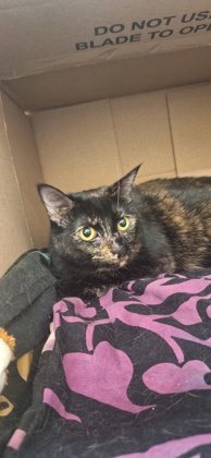 ROSIE - Domestic Shorthair / Mix available for adoption