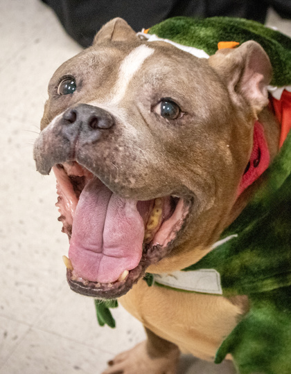SHELLY - Mixed Breed, Medium (up to 44 lbs fully grown) / Mix available for adoption