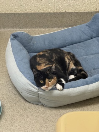 NICKY - Domestic Shorthair / Mix available for adoption