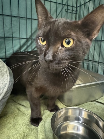 WYVERN - Domestic Shorthair / Mix available for adoption