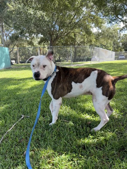 ROCKY - Mixed Breed, Large (over 44 lbs fully grown) / Mix available for adoption
