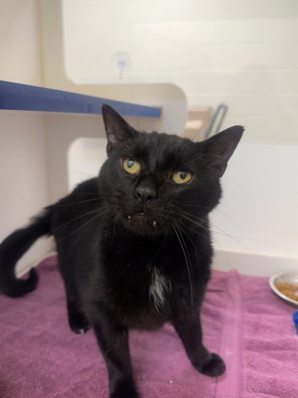 ENDER - Domestic Shorthair / Mix available for adoption
