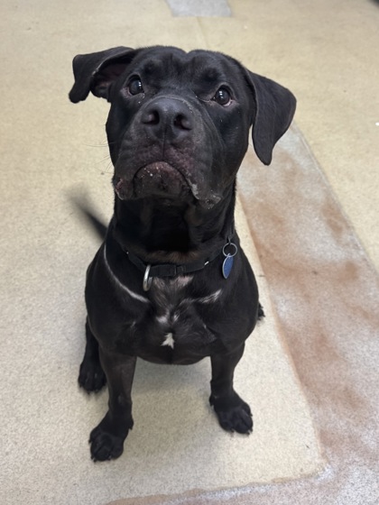 DJ - Mixed Breed, Large (over 44 lbs fully grown) / Mix available for adoption