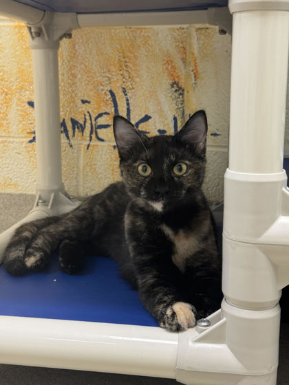 LOLLY - Domestic Shorthair / Mix available for adoption