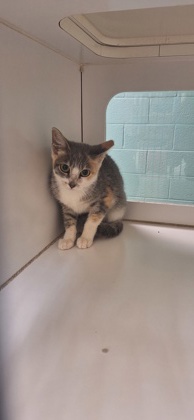 ACORN - Domestic Shorthair / Mix available for adoption