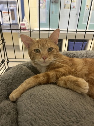 CAPRI SUN - Domestic Shorthair / Mix available for adoption